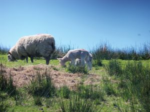 More sheep in Glens